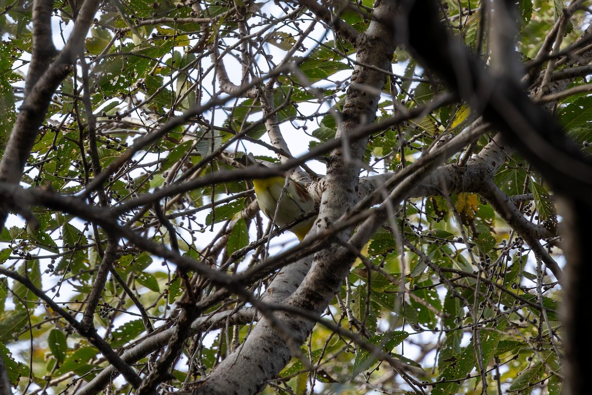 Chestnut-flanked White-eye - ML610471053