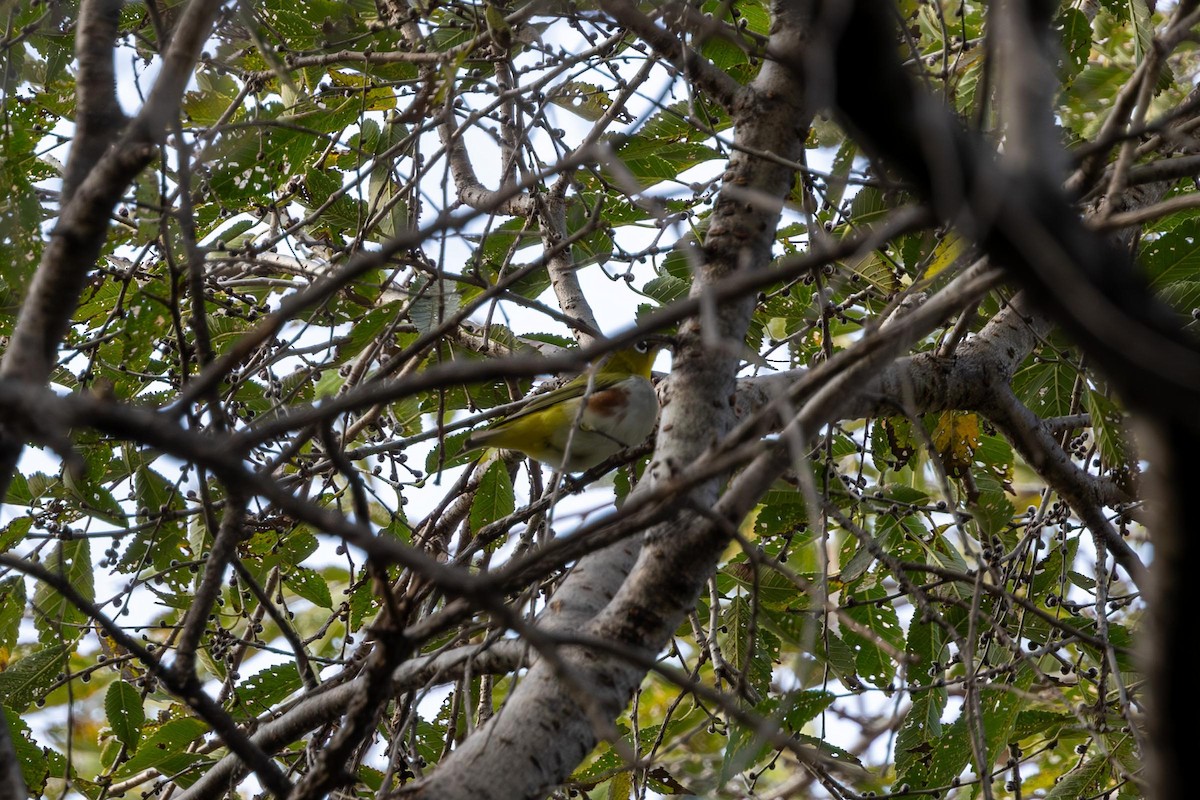 Chestnut-flanked White-eye - ML610471054