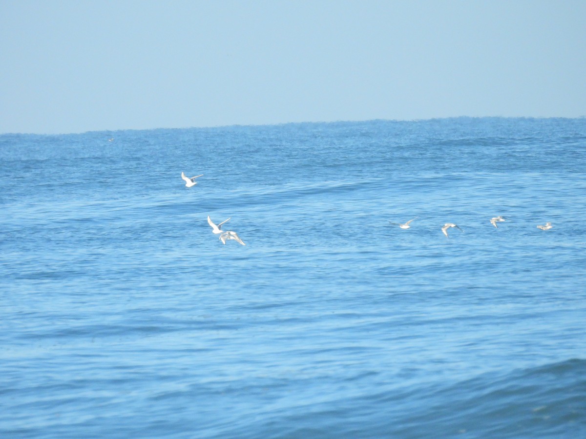 Bonaparte's Gull - ML610471166