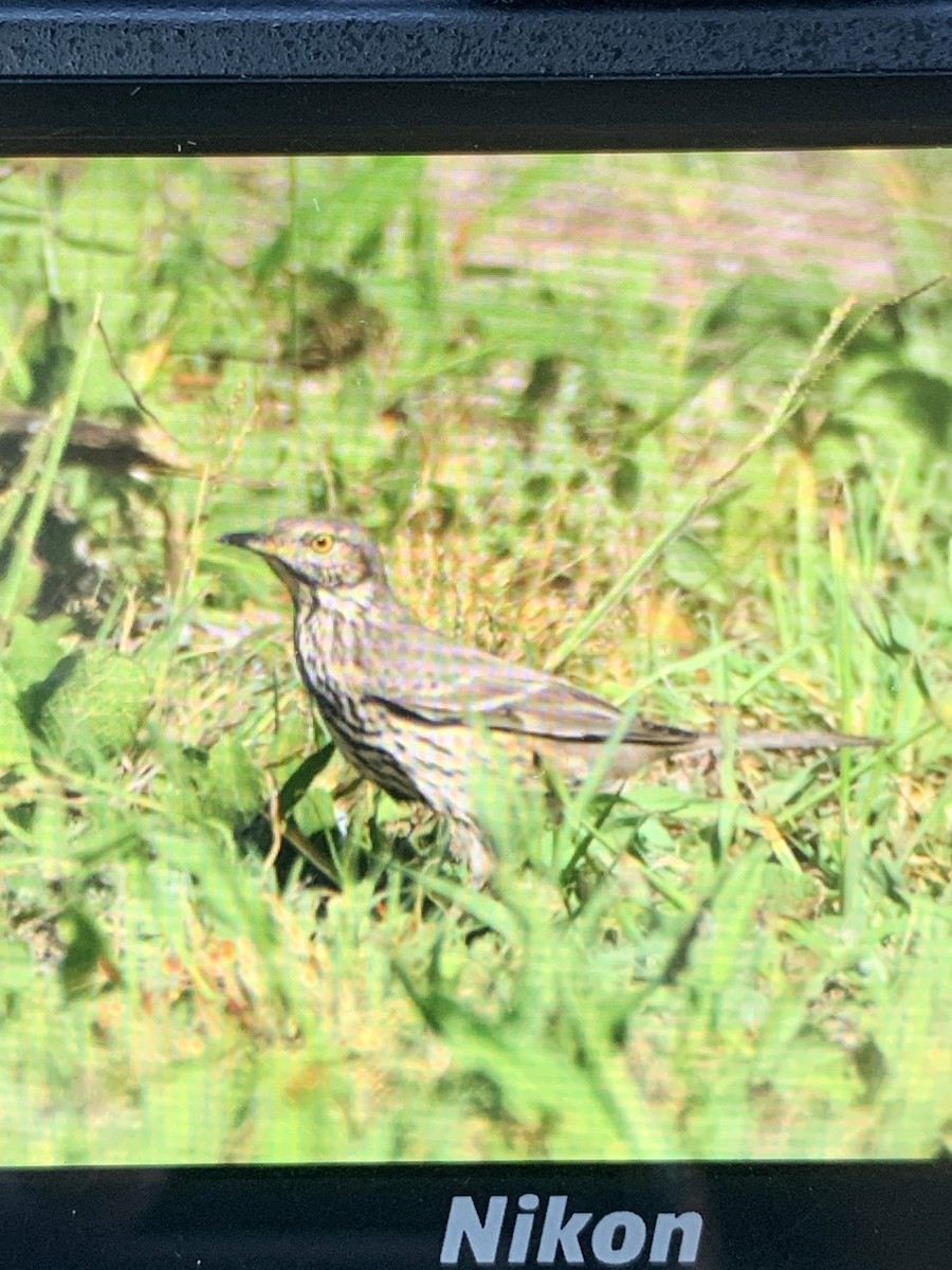 Sage Thrasher - ML610471238