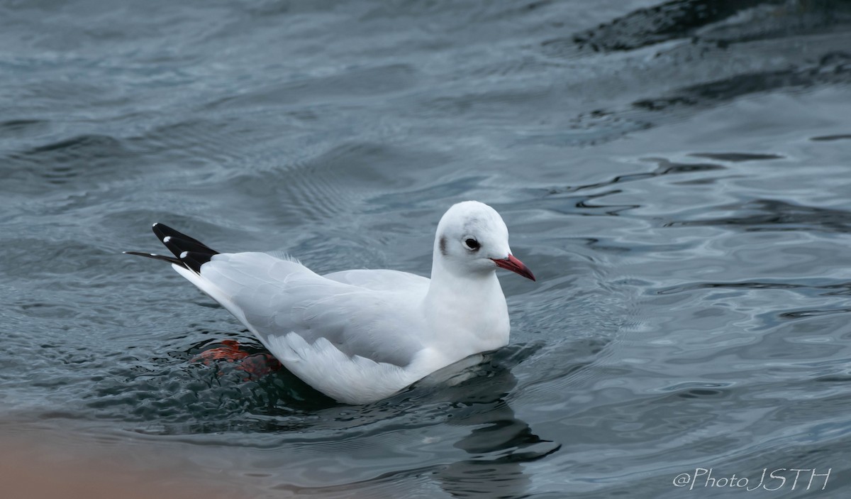 Black-headed Gull - Josée St-Hilaire