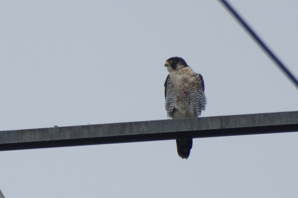 Peregrine Falcon - ML610471264