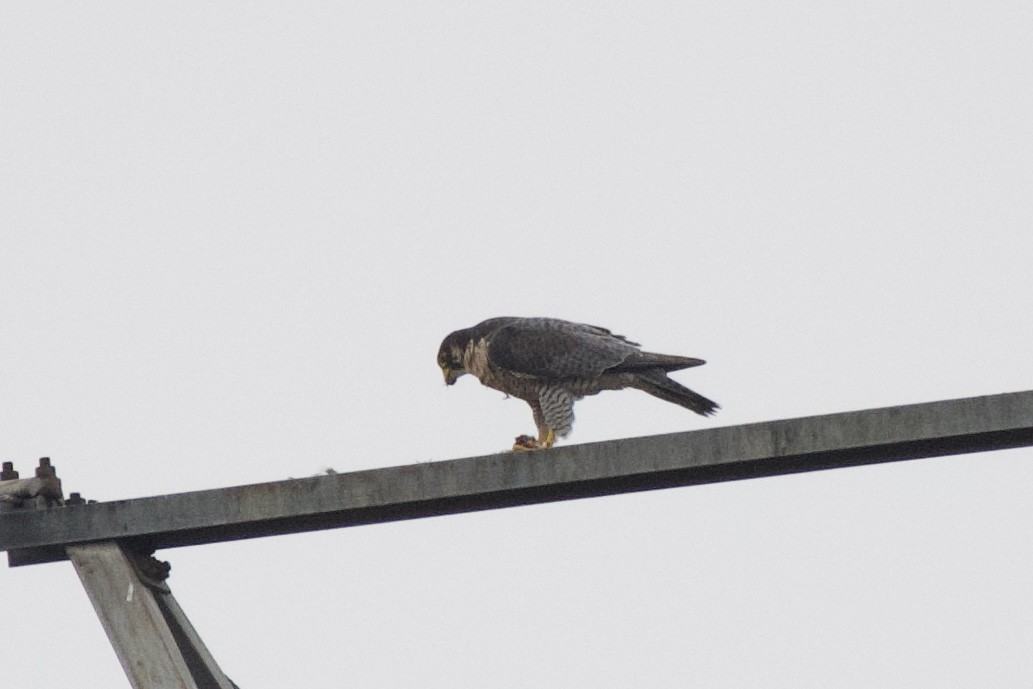 Peregrine Falcon - ML610471265