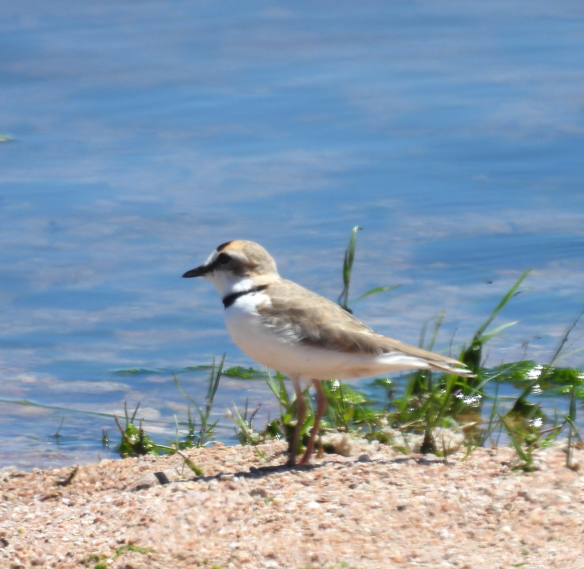 Collared Plover - Gustavo Ribeiro