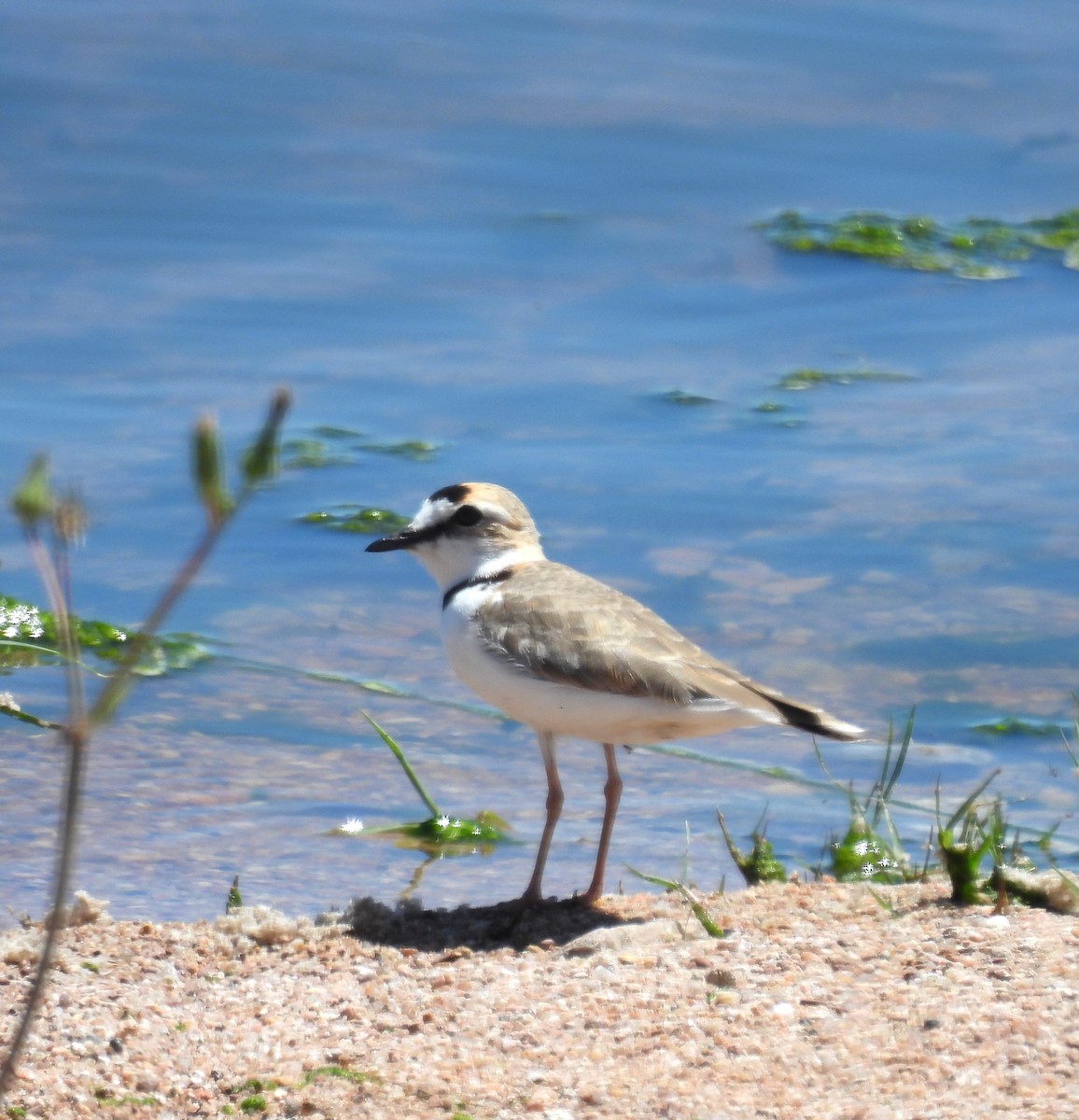 Collared Plover - Gustavo Ribeiro