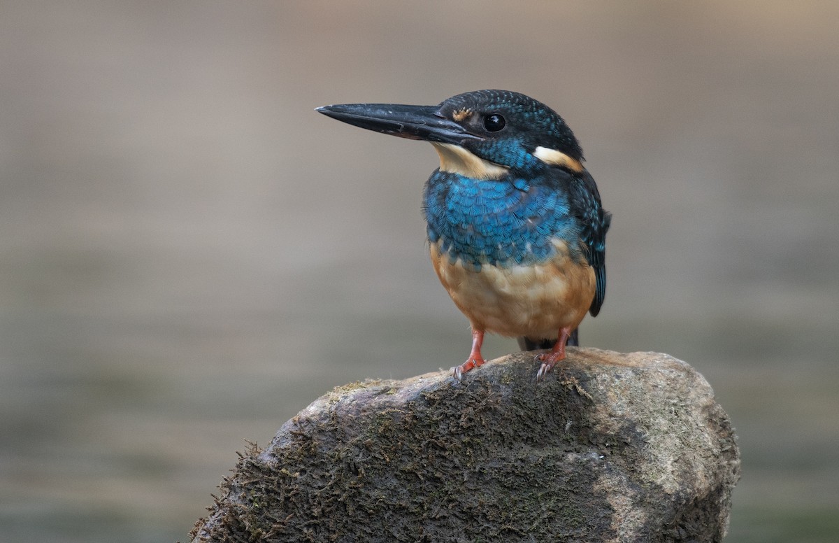 Javan Blue-banded Kingfisher - ML610471478