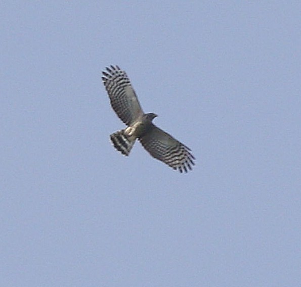 Hook-billed Kite - ML610471494