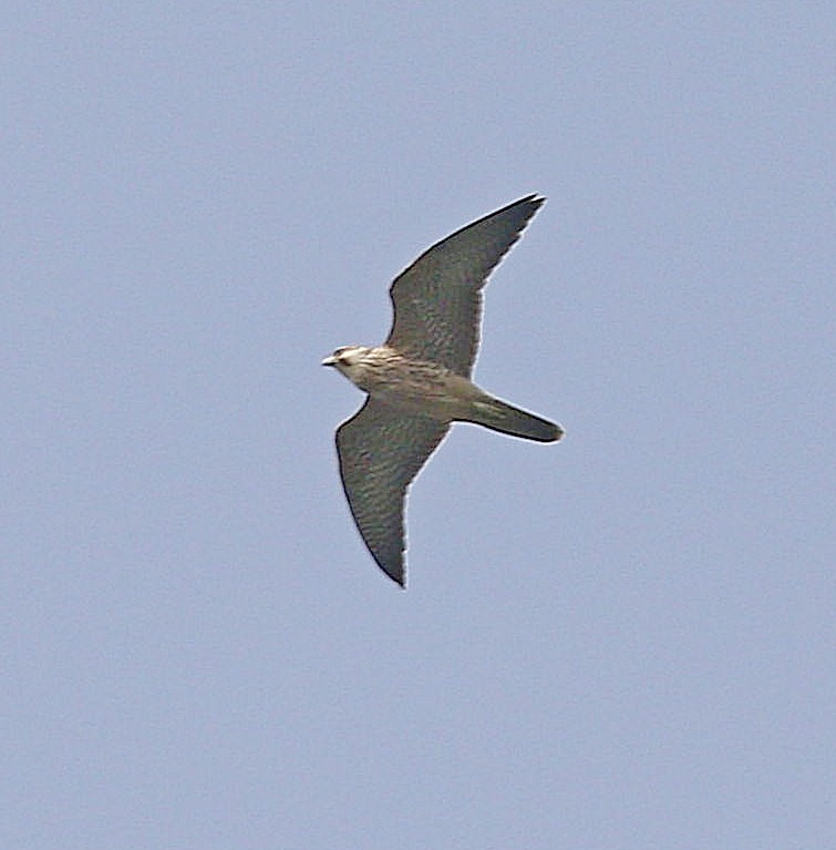 Halcón Peregrino - ML610471509