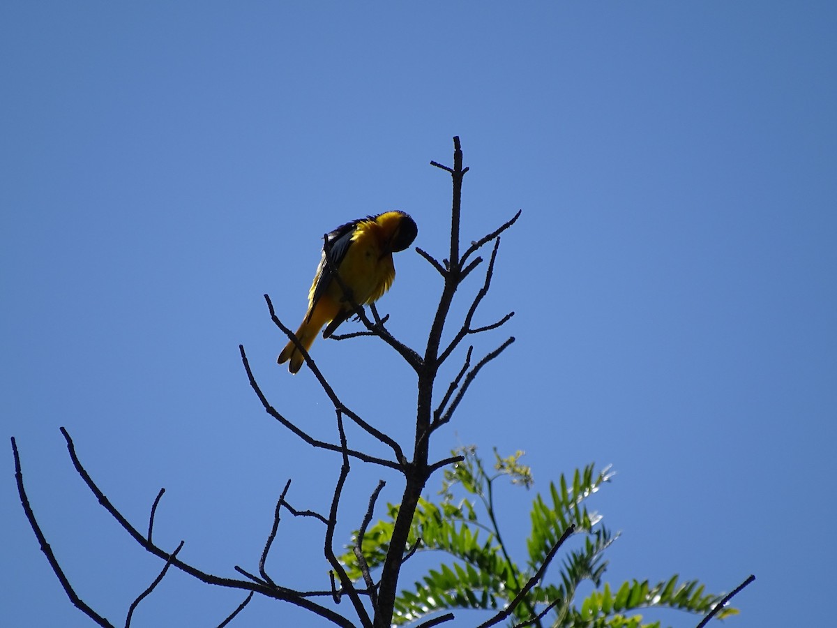 Bullock's Oriole - ML61047151