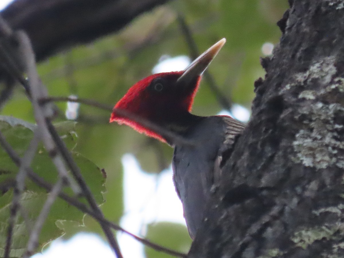 Pale-billed Woodpecker - Sergio Díaz Infante