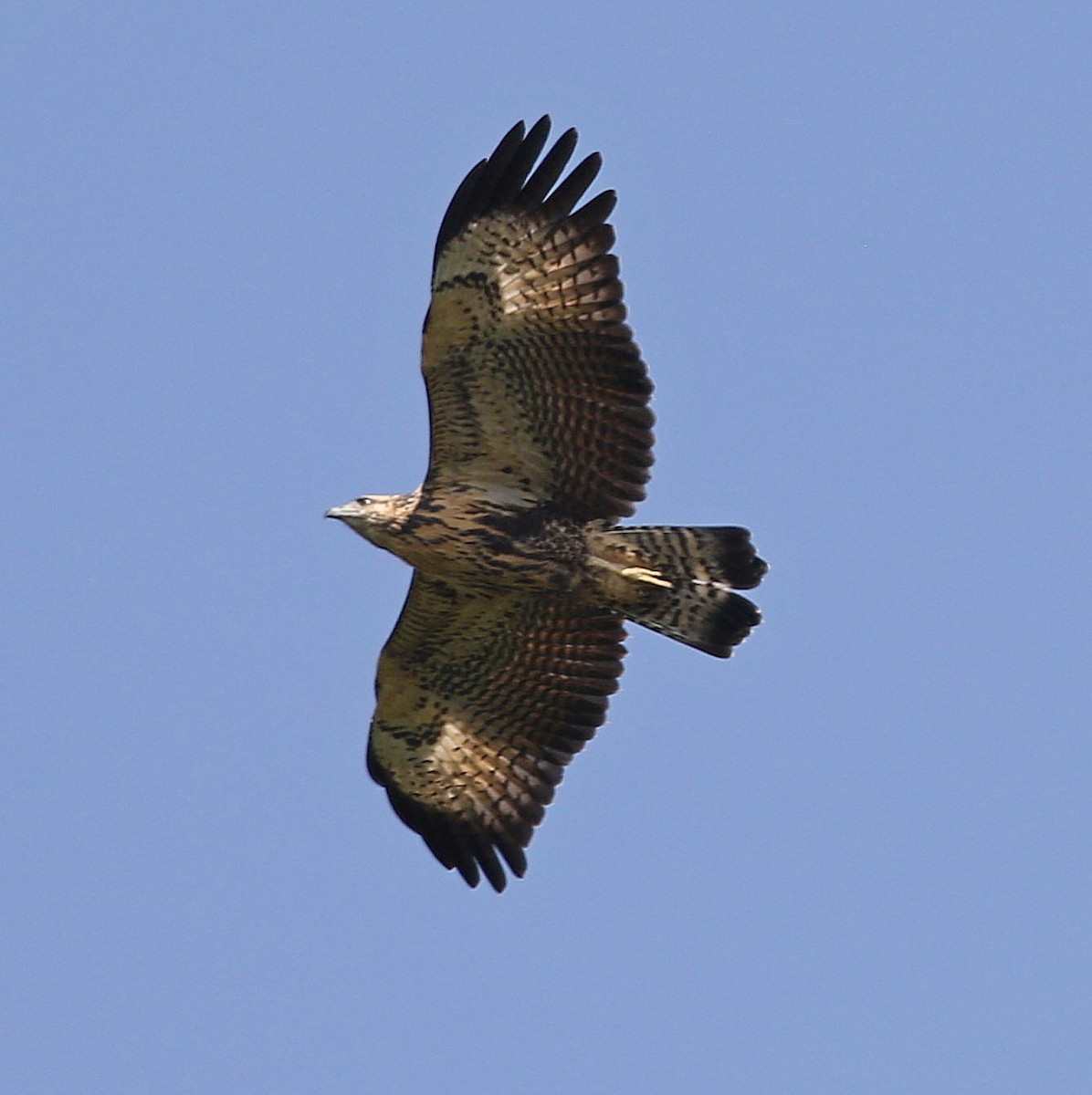 Great Black Hawk - ML610471535