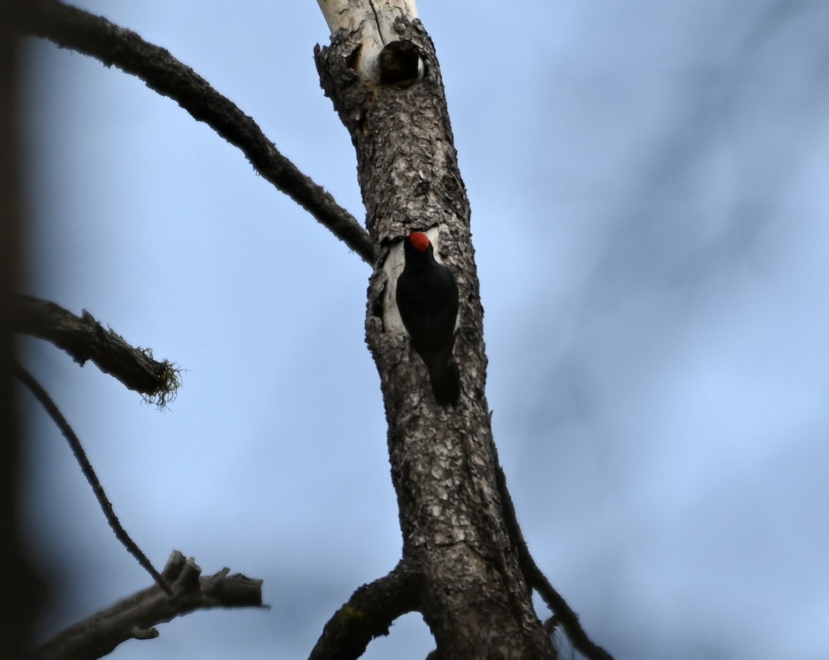 Acorn Woodpecker - ML610471539