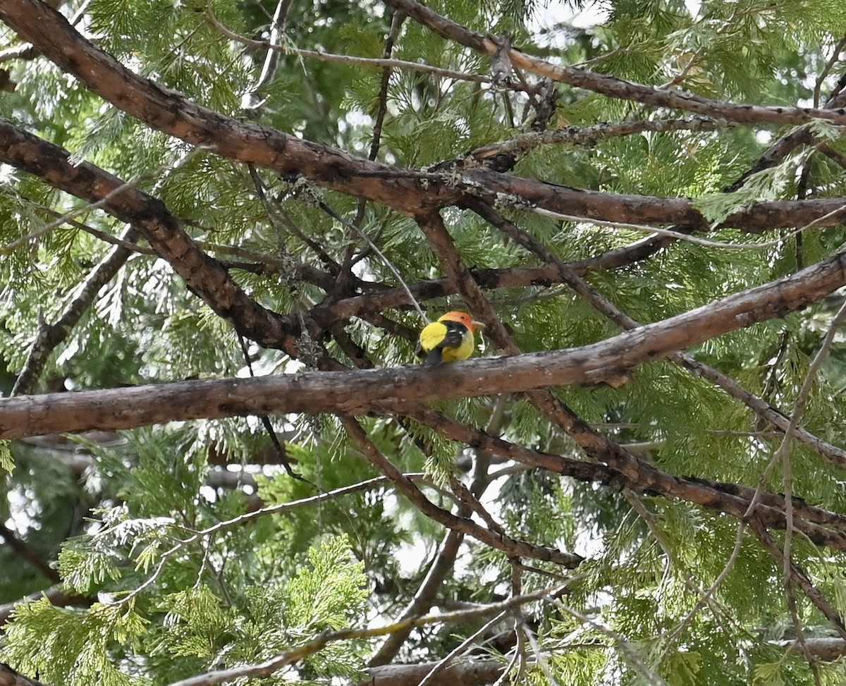 Western Tanager - ML610471555
