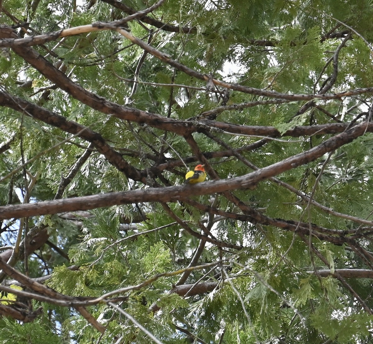 Western Tanager - ML610471557