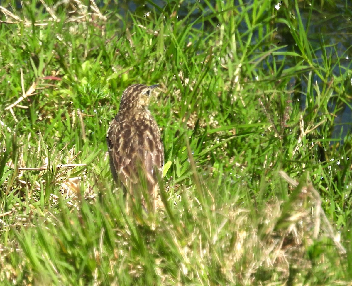 pipit sp. - ML610471604