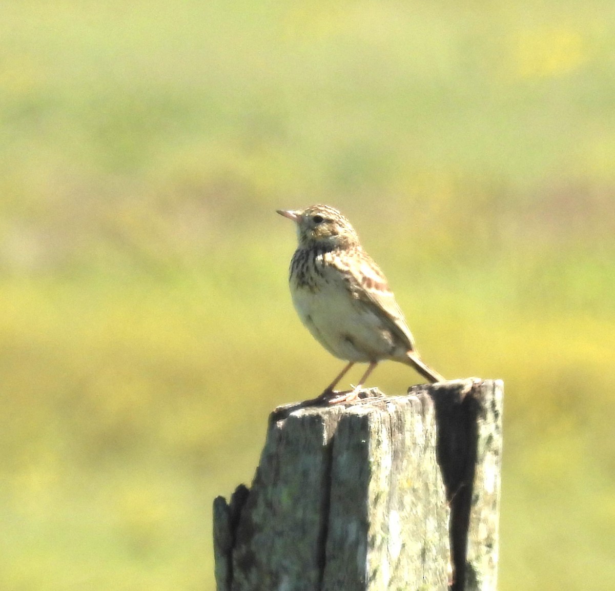 pipit sp. - ML610471668