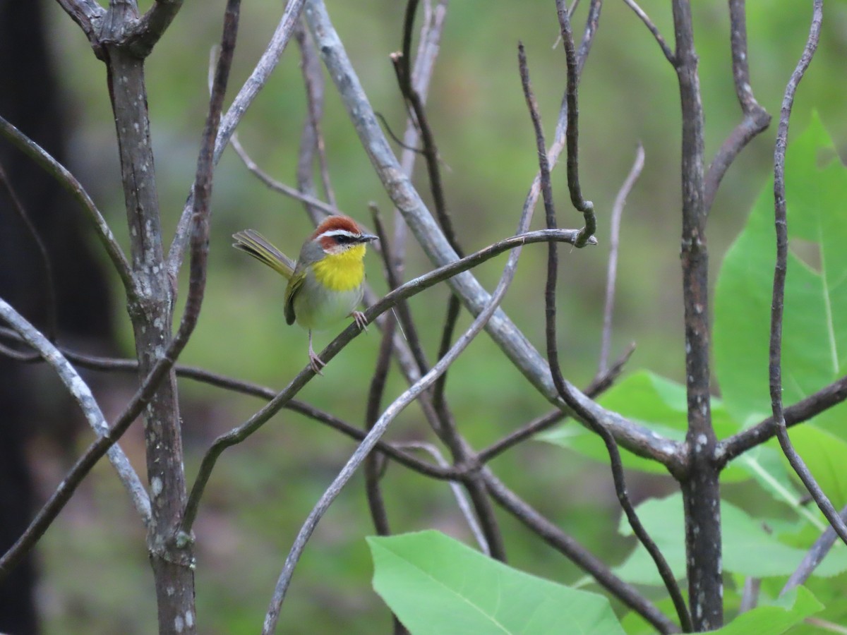 Rufous-capped Warbler - Sergio Díaz Infante