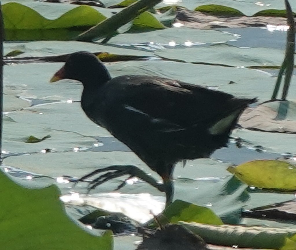 Eurasian Moorhen - ML610471691