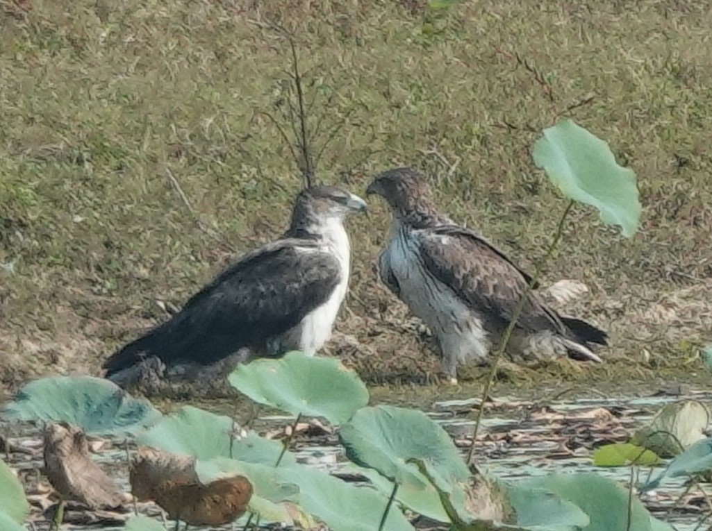 Bonelli's Eagle - Prof Chandan Singh Dalawat