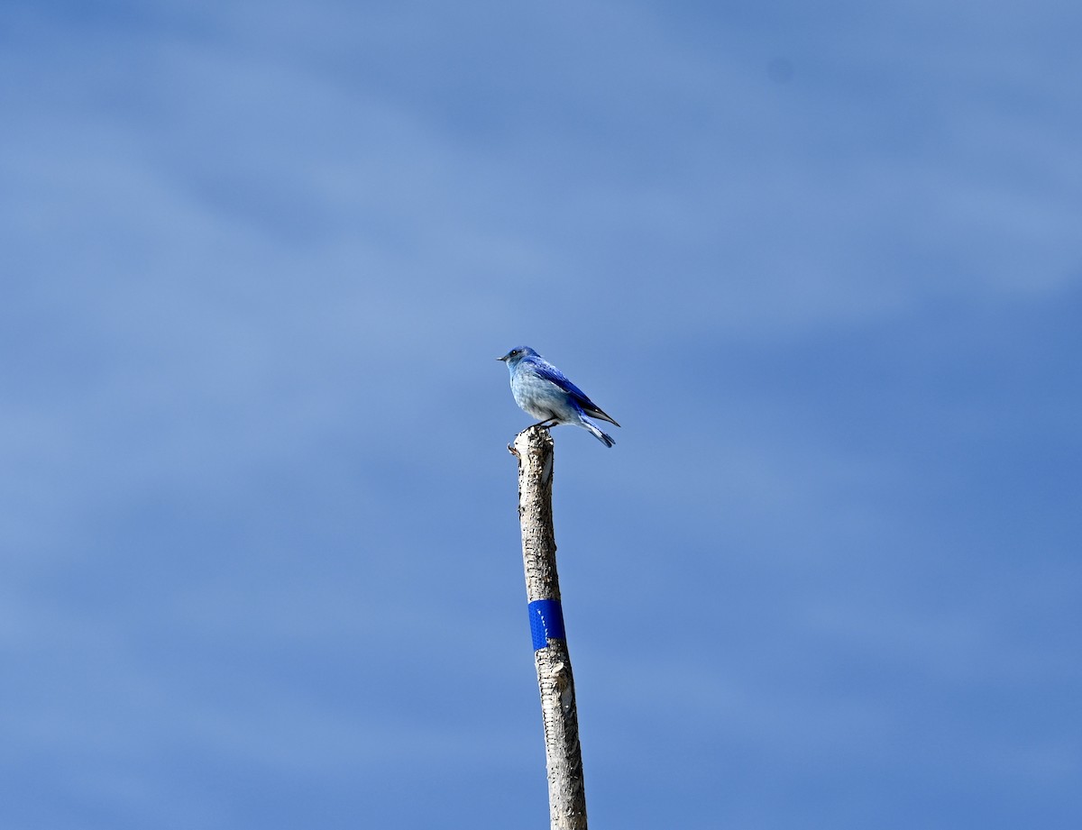 Mountain Bluebird - M Bridge