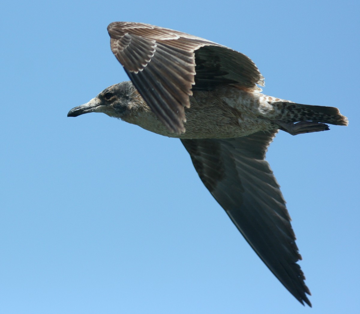 California Gull - ML610471805