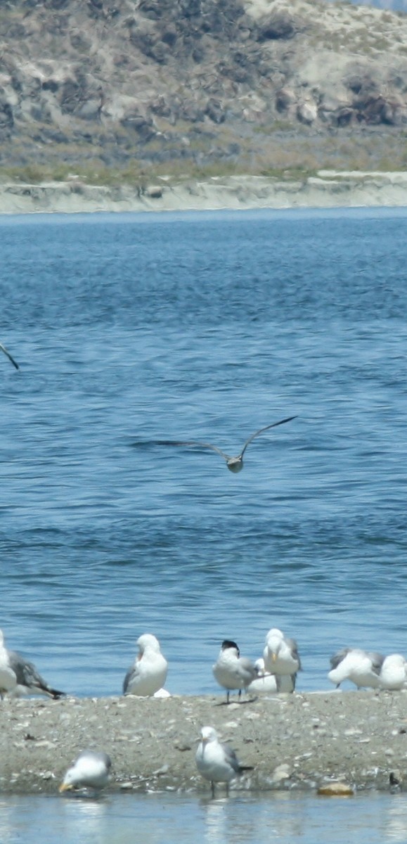 Caspian Tern - ML610471900