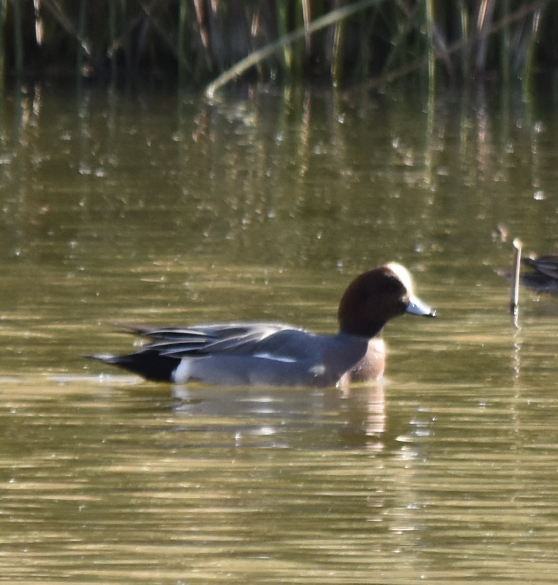 eBird Checklist 28 Oct 2023 - 1200