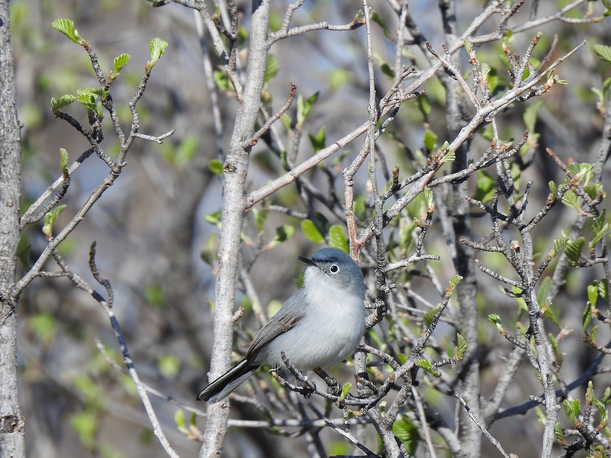 Blue-gray Gnatcatcher - ML610472006