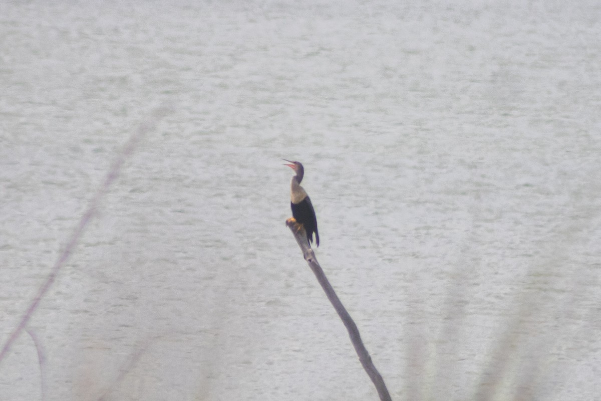 anhinga americká - ML610472087