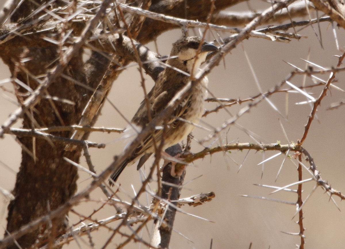 Donaldson Smith's Sparrow-Weaver - ML610472137