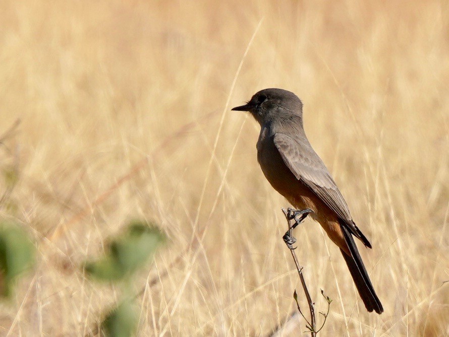 Say's Phoebe - Sibylle Hechtel