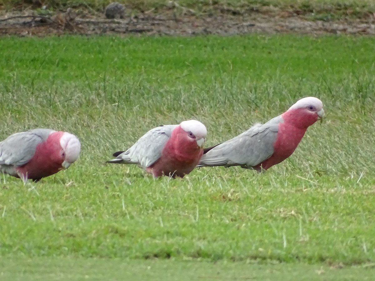 rosenkakadu - ML61047231