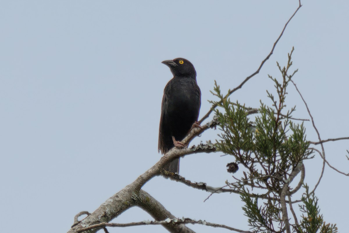 Vieillot's Black Weaver - ML610472319