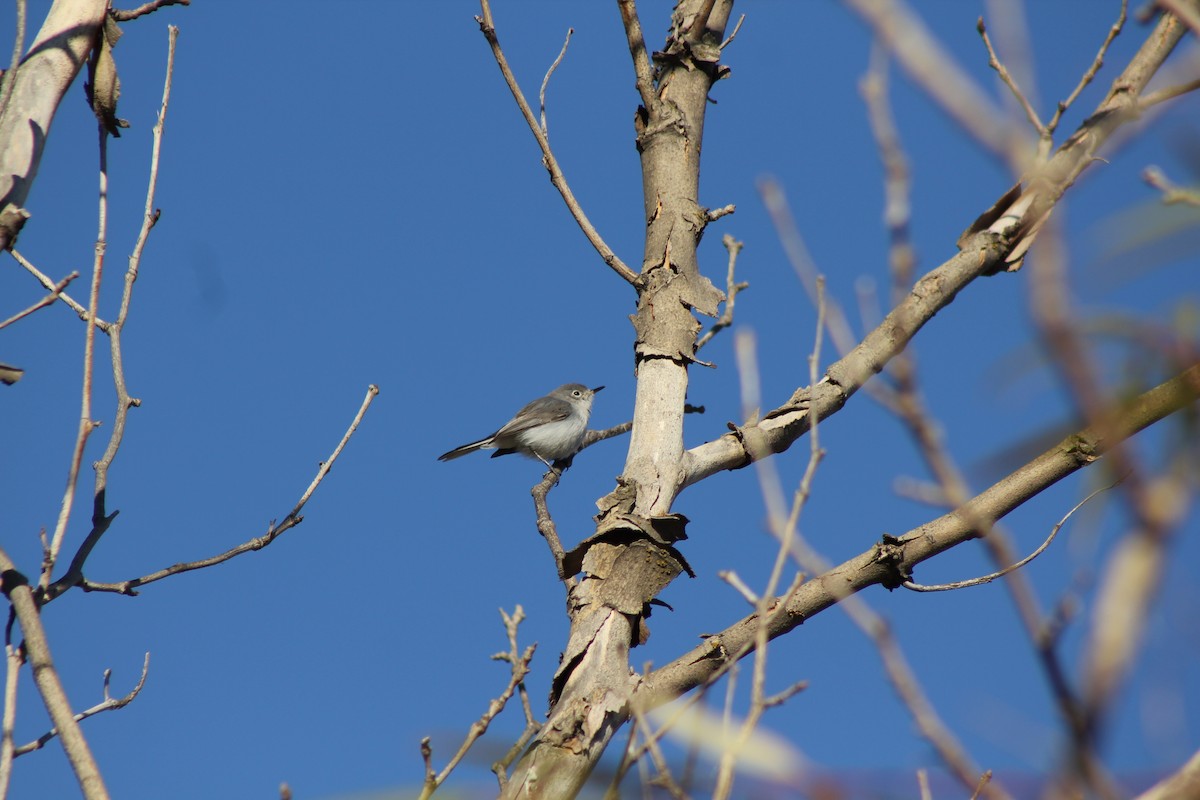 Blue-gray Gnatcatcher - ML610472489