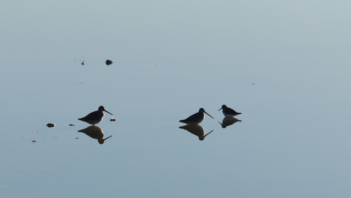 Long-billed Dowitcher - ML610472586