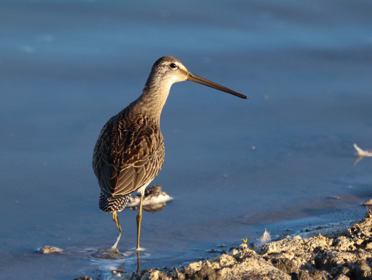 Long-billed Dowitcher - ML610472587