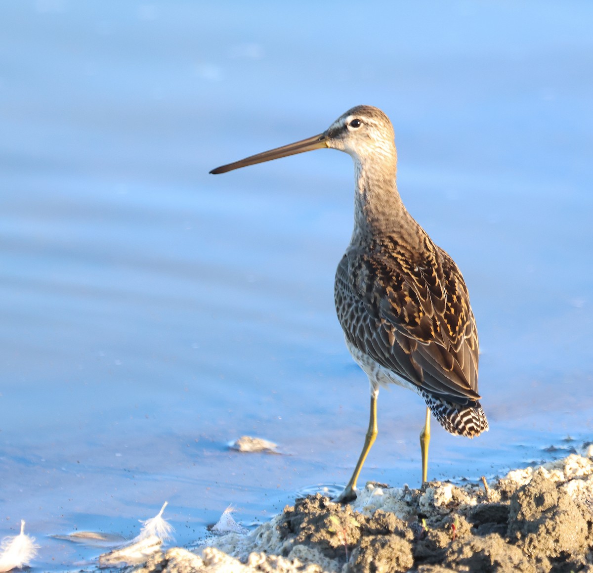 Long-billed Dowitcher - ML610472588