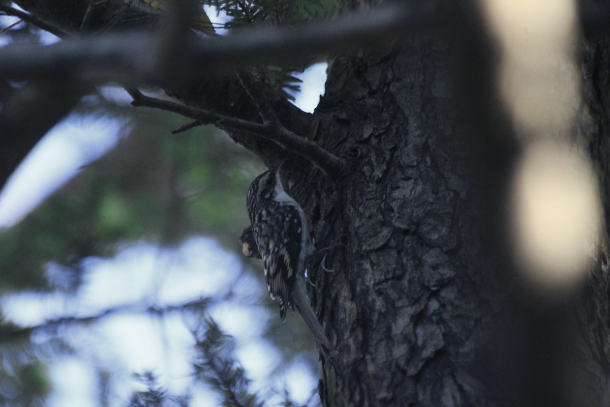 Brown Creeper - ML610472622