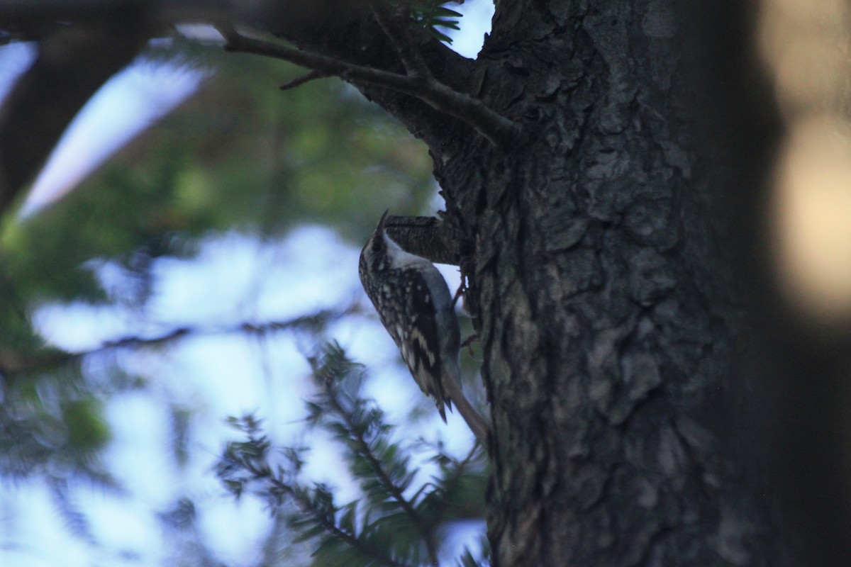 Brown Creeper - ML610472623