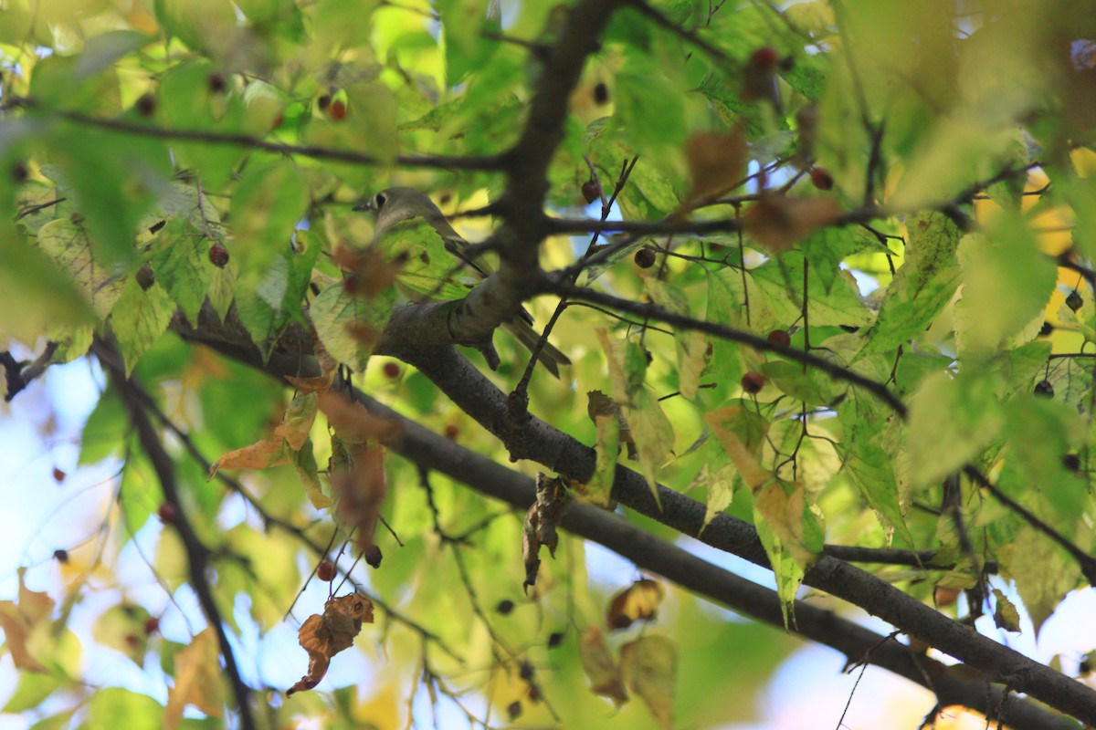 Ruby-crowned Kinglet - ML610472629