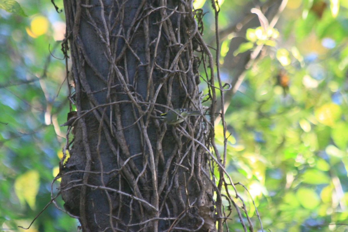 Golden-crowned Kinglet - ML610472632