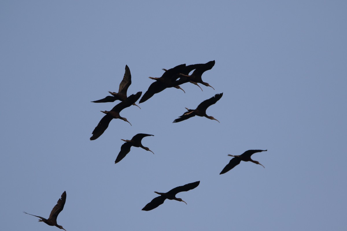 Glossy Ibis - ML610472702