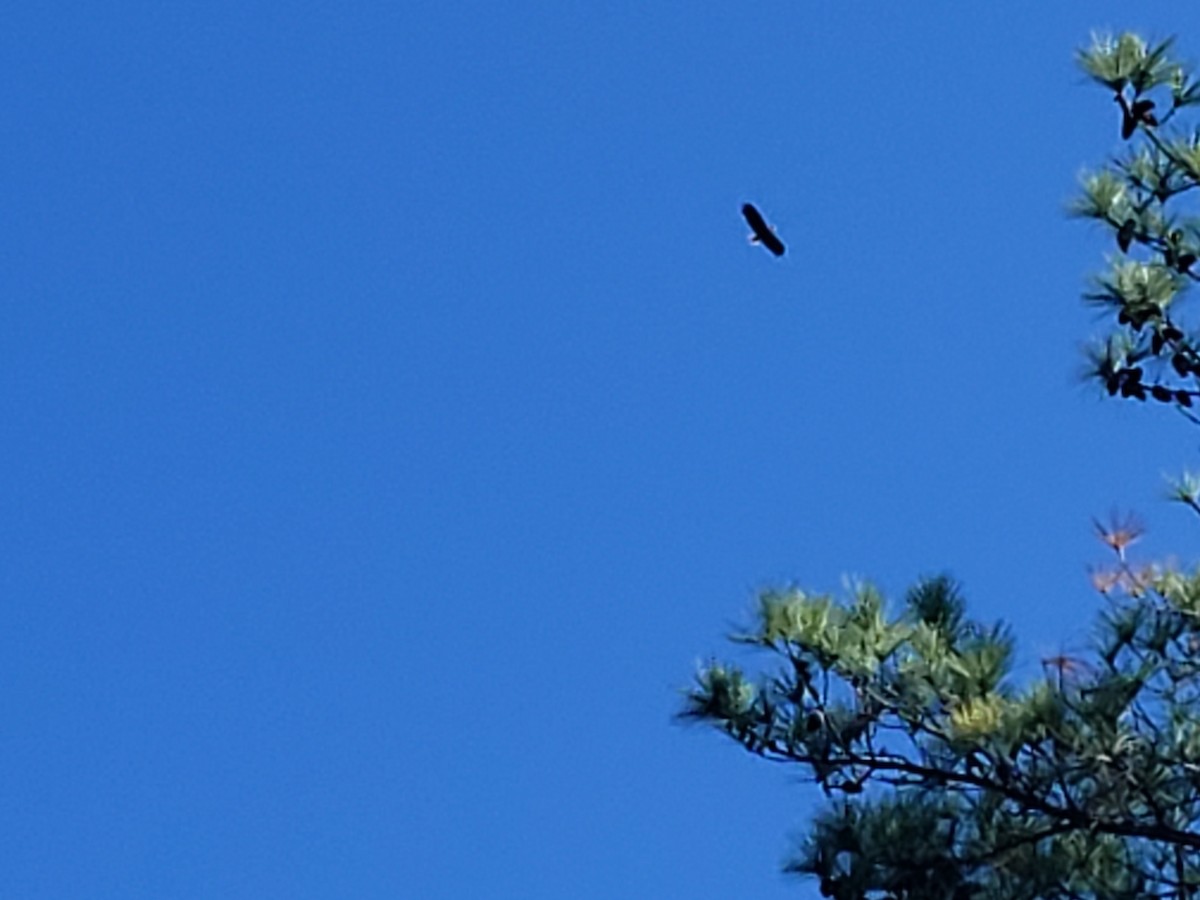 Bald Eagle - ML610472795