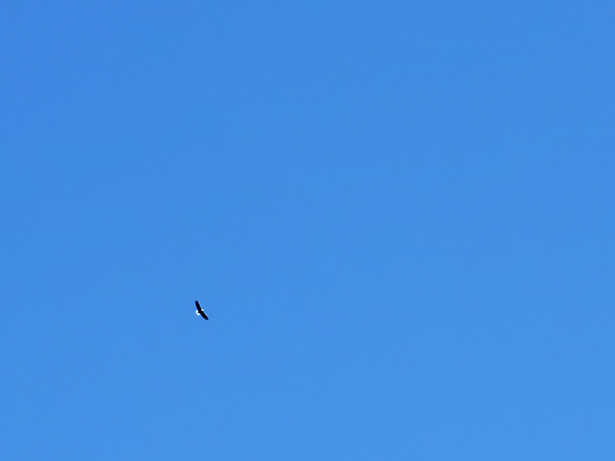 Bald Eagle - ML610472800