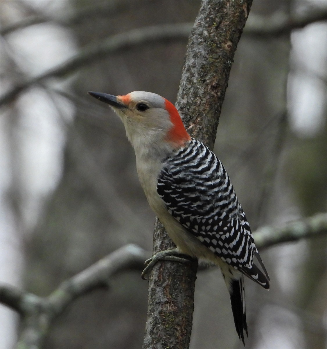Red-bellied Woodpecker - Richard Chirichiello