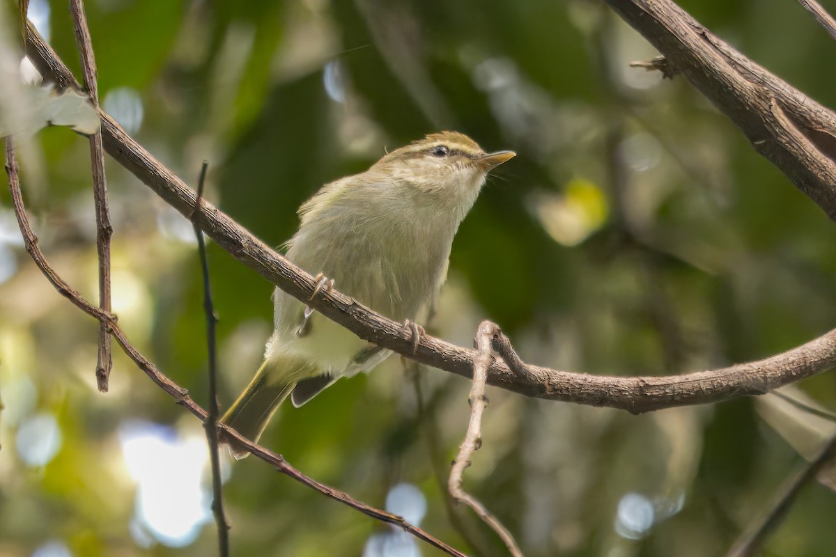 Uganda Woodland-Warbler - ML610472875