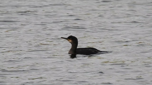 Cormorán Moñudo - ML610472902