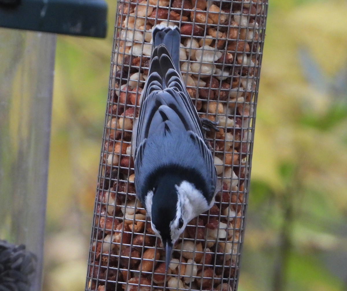 White-breasted Nuthatch - ML610472978