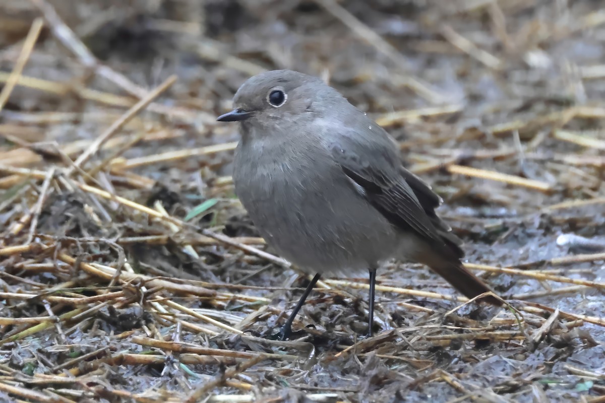 Black Redstart - Ilya Maclean