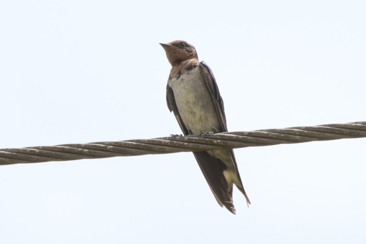 Angola Swallow - Giuseppe Citino